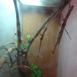 Újpesti Lepkemúzeum Alapítvány Budapest - Egyéb