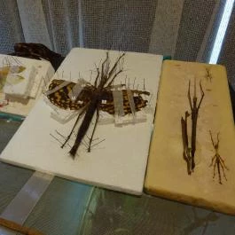 Újpesti Lepkemúzeum Alapítvány Budapest - Egyéb