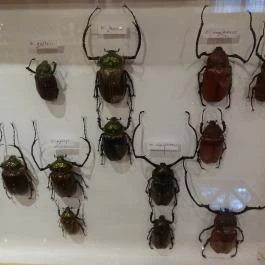 Újpesti Lepkemúzeum Alapítvány Budapest - Egyéb