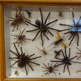 Újpesti Lepkemúzeum Alapítvány Budapest - Egyéb