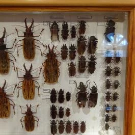 Újpesti Lepkemúzeum Alapítvány Budapest - Egyéb