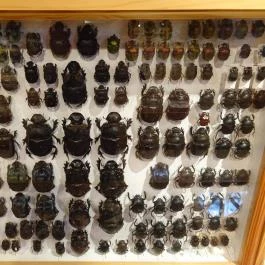 Újpesti Lepkemúzeum Alapítvány Budapest - Egyéb