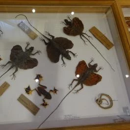 Újpesti Lepkemúzeum Alapítvány Budapest - Egyéb