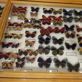 Újpesti Lepkemúzeum Alapítvány Budapest - Egyéb