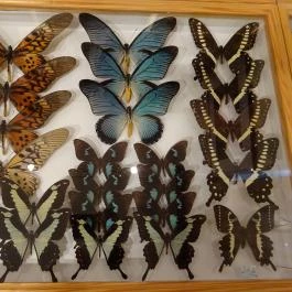 Újpesti Lepkemúzeum Alapítvány Budapest - Egyéb