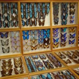 Újpesti Lepkemúzeum Alapítvány Budapest - Egyéb