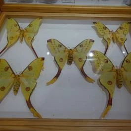 Újpesti Lepkemúzeum Alapítvány Budapest - Egyéb