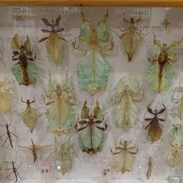 Újpesti Lepkemúzeum Alapítvány Budapest - Egyéb