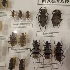 Újpesti Lepkemúzeum Alapítvány Budapest - Egyéb