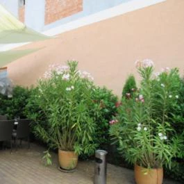 Várkonyi Bistro & Bar, Gyula - Egyéb