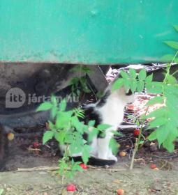 Városi Tömegközlekedési Múzeum