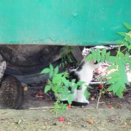 Városi Tömegközlekedési Múzeum, Szentendre - 