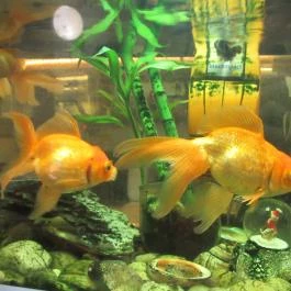 Vasmacska Étterem és Panzió Komárom - Egyéb