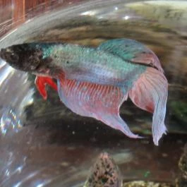 Vasmacska Étterem és Panzió Komárom - Egyéb