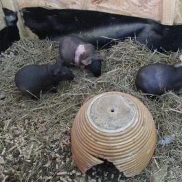 Vasmacska KávéZoo Budapest - Belső