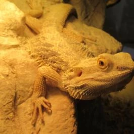 Vasmacska KávéZoo Budapest - Belső