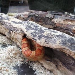 Vasmacska KávéZoo Budapest - Belső