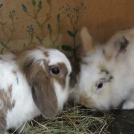 Vasmacska KávéZoo Budapest - Belső