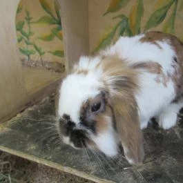 Vasmacska KávéZoo Budapest - Belső