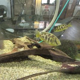 Vasmacska KávéZoo Budapest - Belső