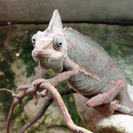 Vasmacska KávéZoo Budapest - Belső