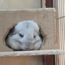 Vasmacska KávéZoo Budapest - Belső