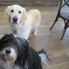 Vasmacska KávéZoo Budapest - Belső