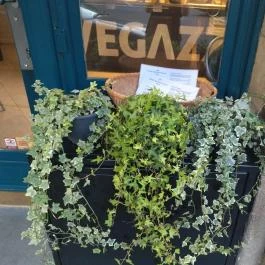 Vegażżi Budapest - Egyéb