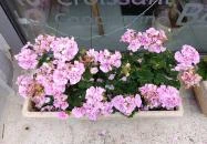 Vekni Pékség és Kávézó Sopron