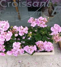 Vekni Pékség és Kávézó