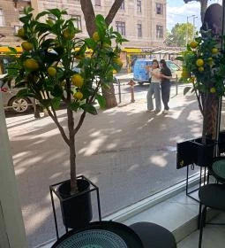 Venezia Gelateria