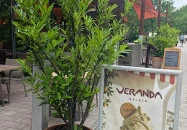 Veranda Gelato Budapest