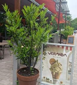 Veranda Gelato
