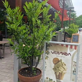 Veranda Gelato Budapest - Külső kép