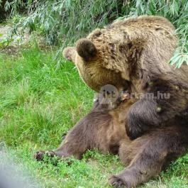 Veresegyházi Medveotthon, Veresegyház - 