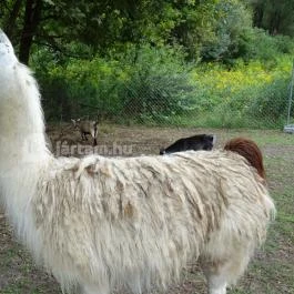 Veresegyházi Medveotthon, Veresegyház - 