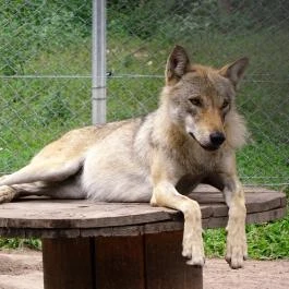 Veresegyházi Medveotthon, Veresegyház - 