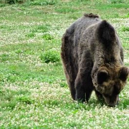 Veresegyházi Medveotthon, Veresegyház - 