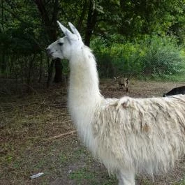 Veresegyházi Medveotthon, Veresegyház - 