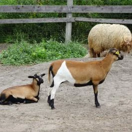 Veresegyházi Medveotthon, Veresegyház - 