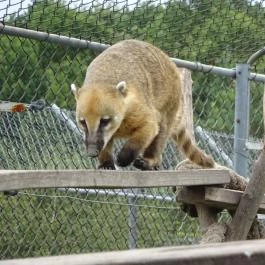 Veresegyházi Medveotthon, Veresegyház - 