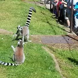 Veszprémi Állatkert, Veszprém - 