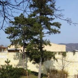 Világörökségi pincesor, Tokaj-Oremus Kft Bormúzeuma, Tolcsva - 