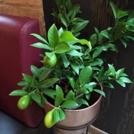 Viniczai's Restaurant & Bar, Székesfehérvár - Belső