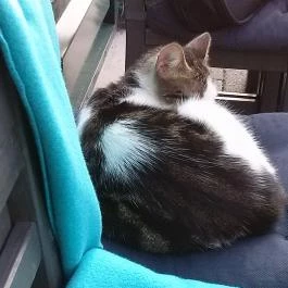 Vinolia Bistro, Budapest - Egyéb