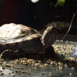 Wang Mester Kínai Konyhája Budapest - Egyéb