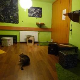 Whiskers Cat Pub Budapest - Belső