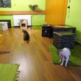 Whiskers Cat Pub Budapest - Belső