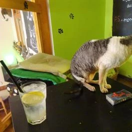 Whiskers Cat Pub Budapest - Egyéb
