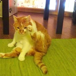 Whiskers Cat Pub Budapest - Belső